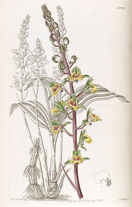 Een illustratie van de Eulophia pulchra orchidee met witte bloemen en groene bladeren.