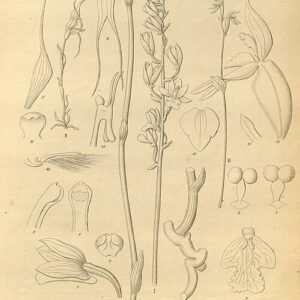 Townsonia orchidee met groene bloemsteel en bladeren in natuurlijke omgeving.