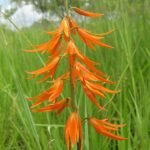 Orthochilus orchidee met paarse bloemknoppen en groene bladeren.