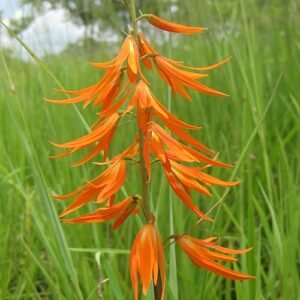 Orthochilus orchidee met paarse bloemknoppen en groene bladeren.