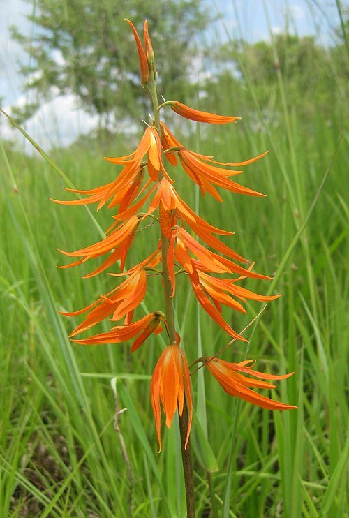 Orthochilus orchidee met paarse bloemknoppen en groene bladeren.