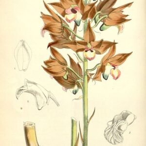 Eulophia zollingeri orchidee bloemen botanische illustratie 1875.