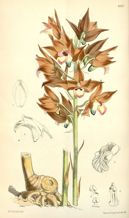 Eulophia zollingeri orchidee bloemen botanische illustratie 1875.