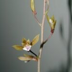 Close-up van Eulophia graminea orchideebloem met witte bloemblaadjes en paarse strepen.