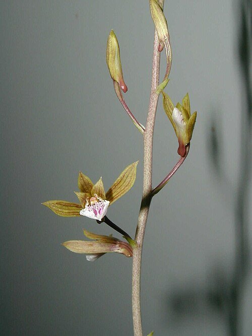 Close-up van Eulophia graminea orchideebloem met witte bloemblaadjes en paarse strepen.