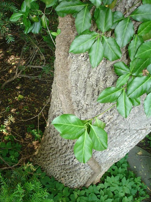 Close-up van Euonymus fortunei's groene bladeren op witte achtergrond.