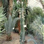 Euphorbia ammak plant met lange, dikke groene stelen en kleine bladeren.