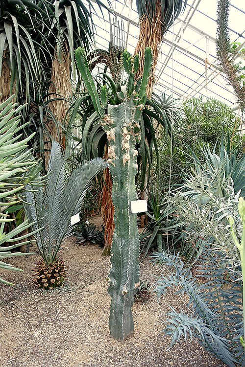 Euphorbia ammak plant met lange, dikke groene stelen en kleine bladeren.