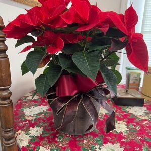 Rode en groene kerstster bloem op een heldere achtergrond.