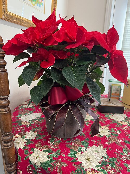 Rode en groene kerstster bloem op een heldere achtergrond.