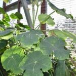 Rood bloeiende Jatropha podagrica plant met groene bladeren.