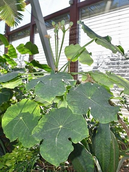 Rood bloeiende Jatropha podagrica plant met groene bladeren.