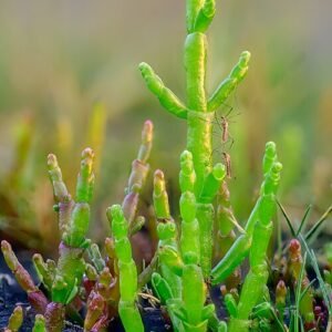 Europese queller met rode stengels en groene bladeren in natuurlijke omgeving.