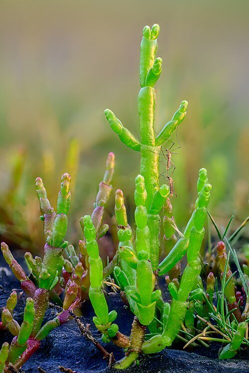 Europese queller met rode stengels en groene bladeren in natuurlijke omgeving.