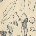 Eurycentrum orchidee met witte bloemen en groene bladeren op illustratie uit 1925.