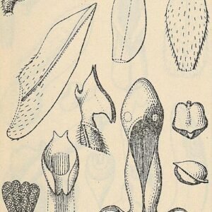 Eurycentrum orchidee met witte bloemen en groene bladeren op illustratie uit 1925.