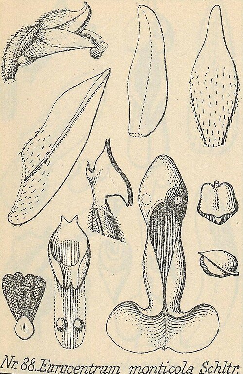 Eurycentrum orchidee met witte bloemen en groene bladeren op illustratie uit 1925.