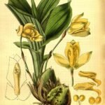 Close-up van Lycaste aromatica orchidee met gele en witte bloemen.