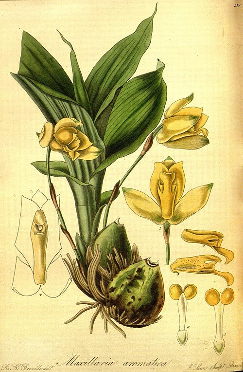 Close-up van Lycaste aromatica orchidee met gele en witte bloemen.