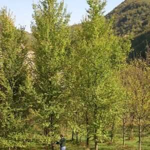Elegante Ulmus 'Fiorente' cultivar met groen blad en prachtige vorm.