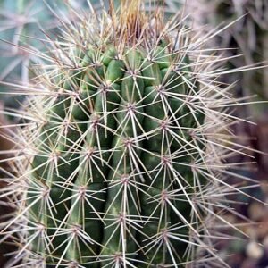 Facheiroa ulei cactus met heldergele bloemen en groene stekels.