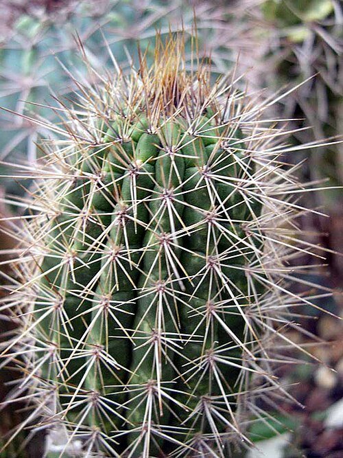 Facheiroa ulei cactus met heldergele bloemen en groene stekels.