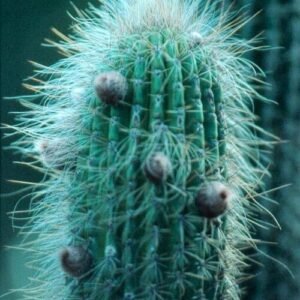 Facheiroa squamosa cactus met gele bloemen in natuurlijke woestijnomgeving.