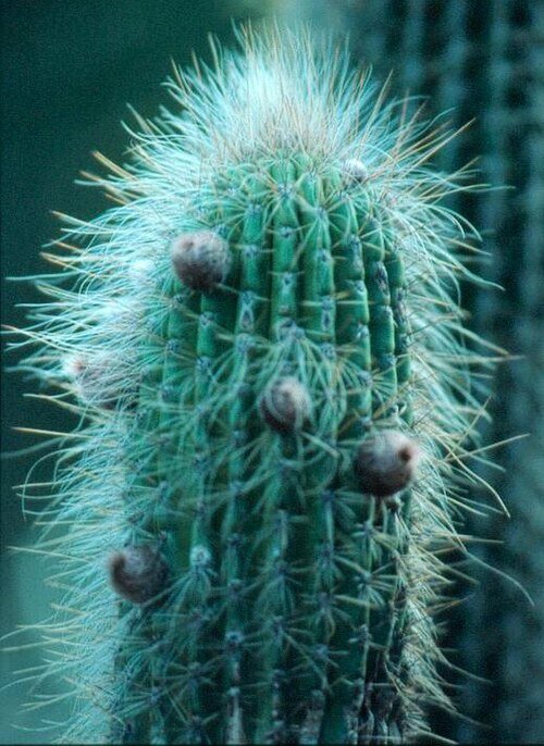Facheiroa squamosa cactus met gele bloemen in natuurlijke woestijnomgeving.