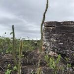 Facheiroa Markgrafii cactus in heldergroene bloei met scherpe stekels.