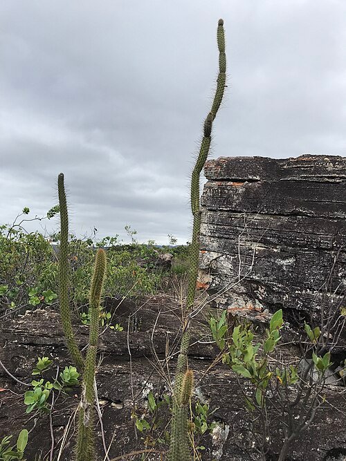 Facheiroa Markgrafii cactus in heldergroene bloei met scherpe stekels.