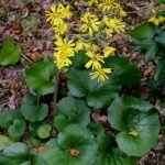 Farfugium japonicum plant met grote ronde bladeren en gele bloemen.