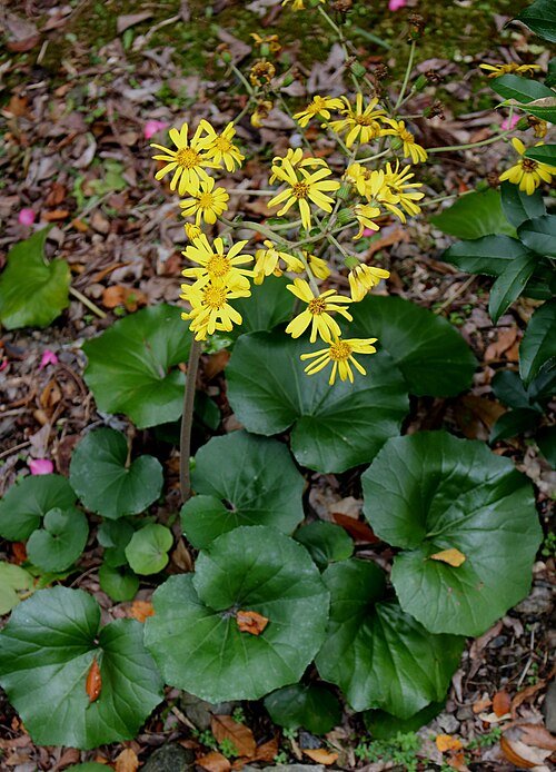 Farfugium japonicum plant met grote ronde bladeren en gele bloemen.