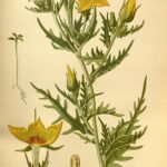 Vivid yellow Mentzelia lindleyi flower with delicate petals and green leaves.