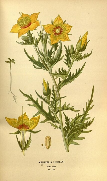 Vivid yellow Mentzelia lindleyi flower with delicate petals and green leaves.