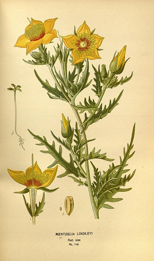 Vivid yellow Mentzelia lindleyi flower with delicate petals and green leaves.