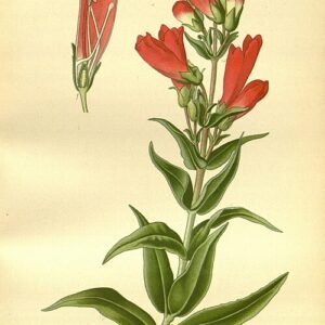 Prachtige Penstemon (slangenkop) bloemen in tuin en kas.