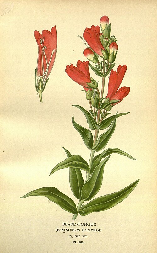 Prachtige Penstemon (slangenkop) bloemen in tuin en kas.