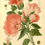 Malope trifida bloeiende paarse bloemen in een tuin.