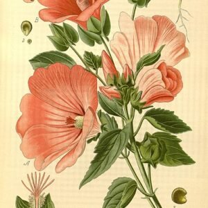 Malope trifida bloeiende paarse bloemen in een tuin.