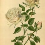 Roze 'Souvenir de la Malmaison' rozen in tuinsetting met groen.