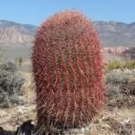 Ferocactus cylindraceus cactus met lange groene stekels en gele bloemen.