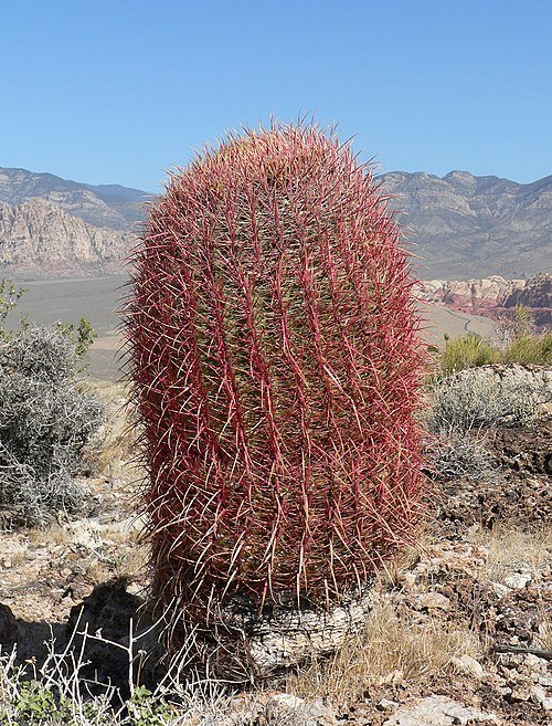 Ferocactus cylindraceus cactus met lange groene stekels en gele bloemen.