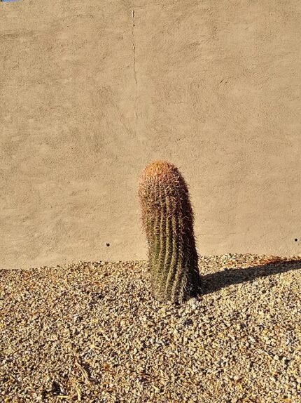 Groene Ferocactus cactus met rode bloemen in zanderige omgeving.