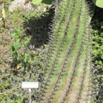 Ferocactus Santa-Maria met gele bloemen en stekels in Italiaanse botanische tuin.