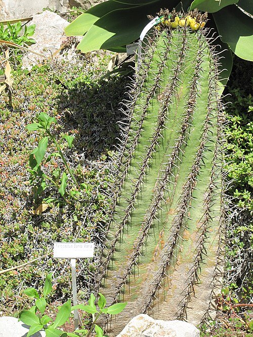 Ferocactus Santa-Maria met gele bloemen en stekels in Italiaanse botanische tuin.