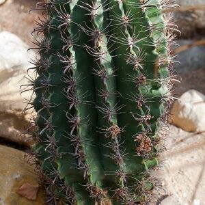 Ferocactus wislizeni cactusplant met groene stekelige stengels en gele stekels.