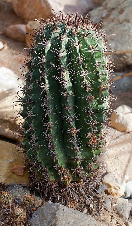 Ferocactus wislizeni cactusplant met groene stekelige stengels en gele stekels.