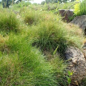 Festuca gautieri siergras met zilverachtige groene bladeren in tuinomgeving.