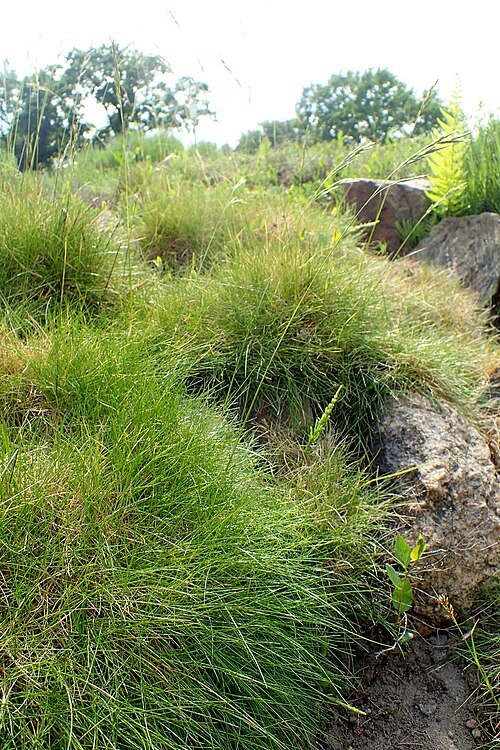 Festuca gautieri siergras met zilverachtige groene bladeren in tuinomgeving.