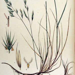 Rood zwenkgras met bloeiende pluimen en groen blad.